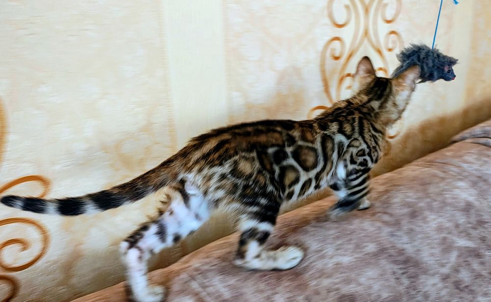 Бенгальський хлопчик