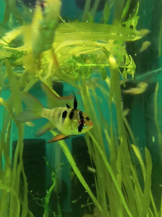 Pielęgniczka ramireza (motylowa)