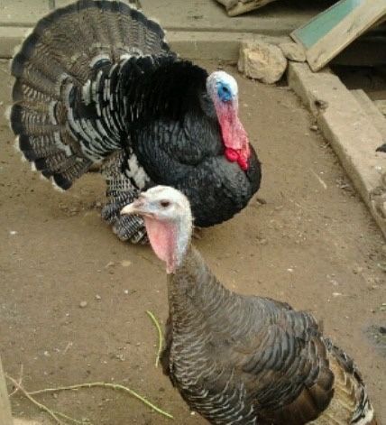 Peru adulto de exelente qualidade.