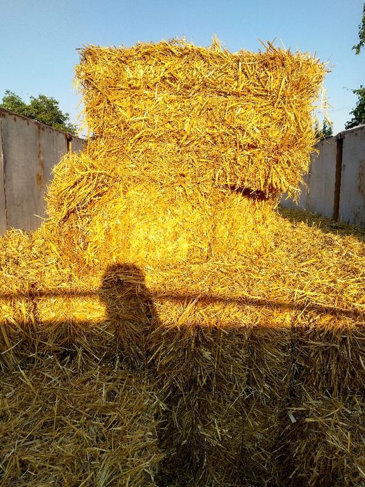 Солома ярого ячміня.