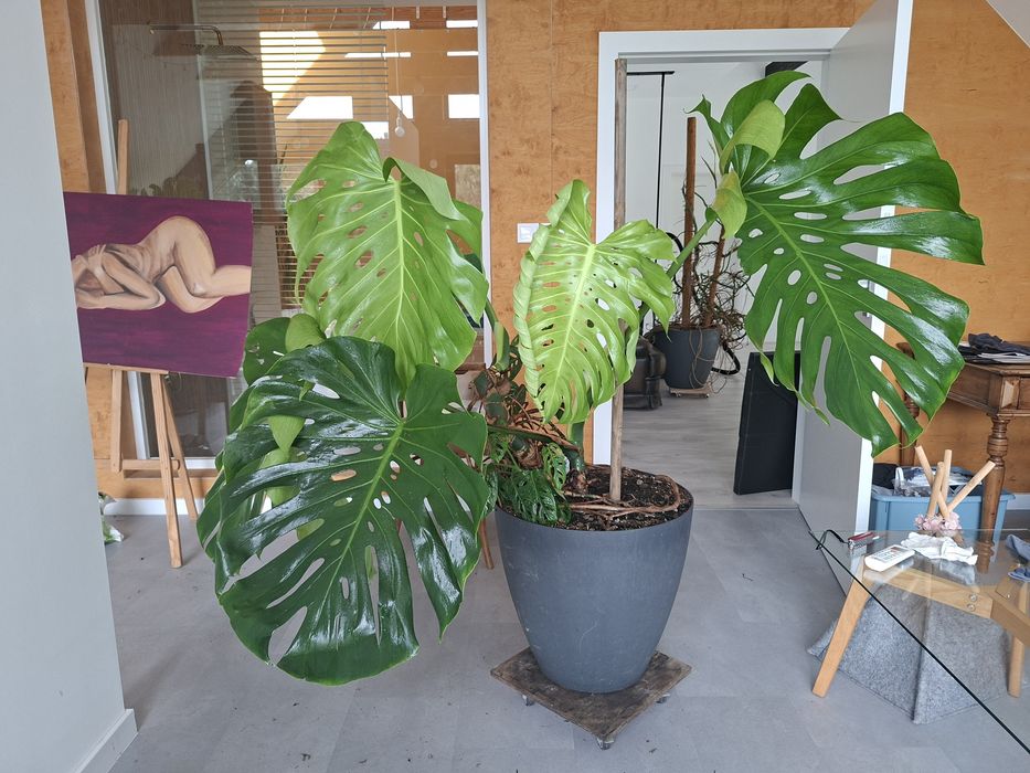 Monstera deliciosa big form