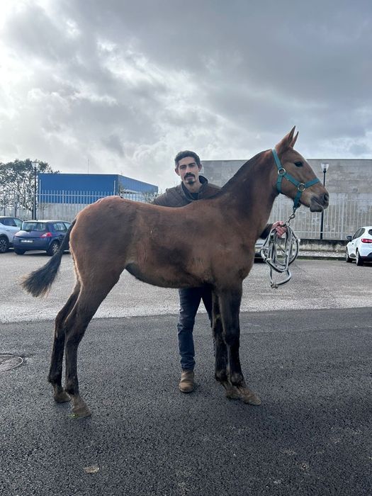 Poldra luso árabe pura