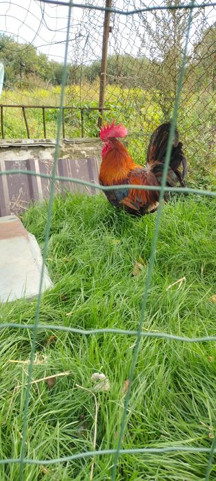 Dzień dobry sprzedam koguta