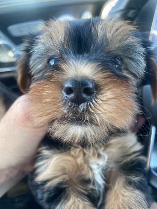 York yorkshire terrier suczka pies dwa szczepienia