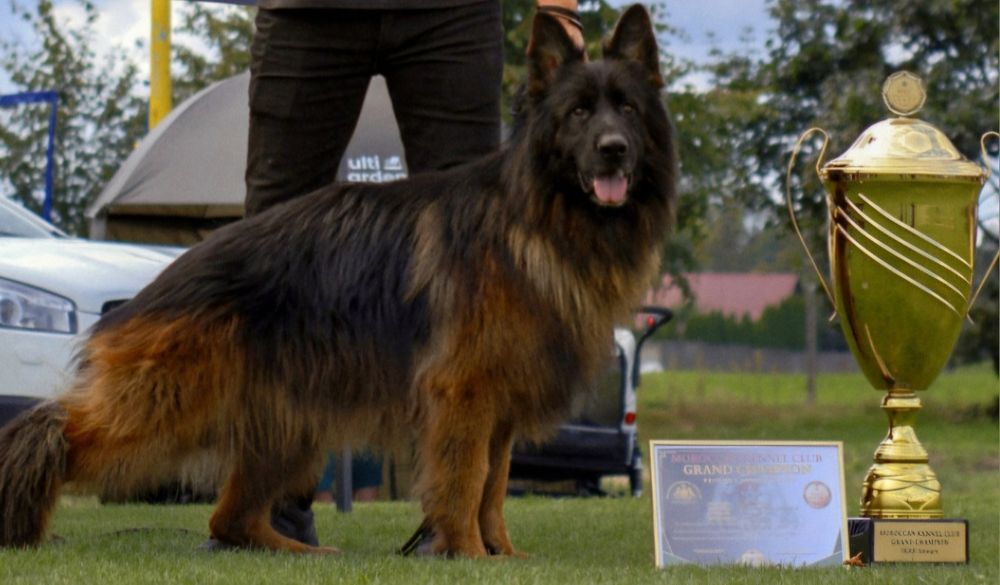 Owczarek niemiecki długowłosy- pies