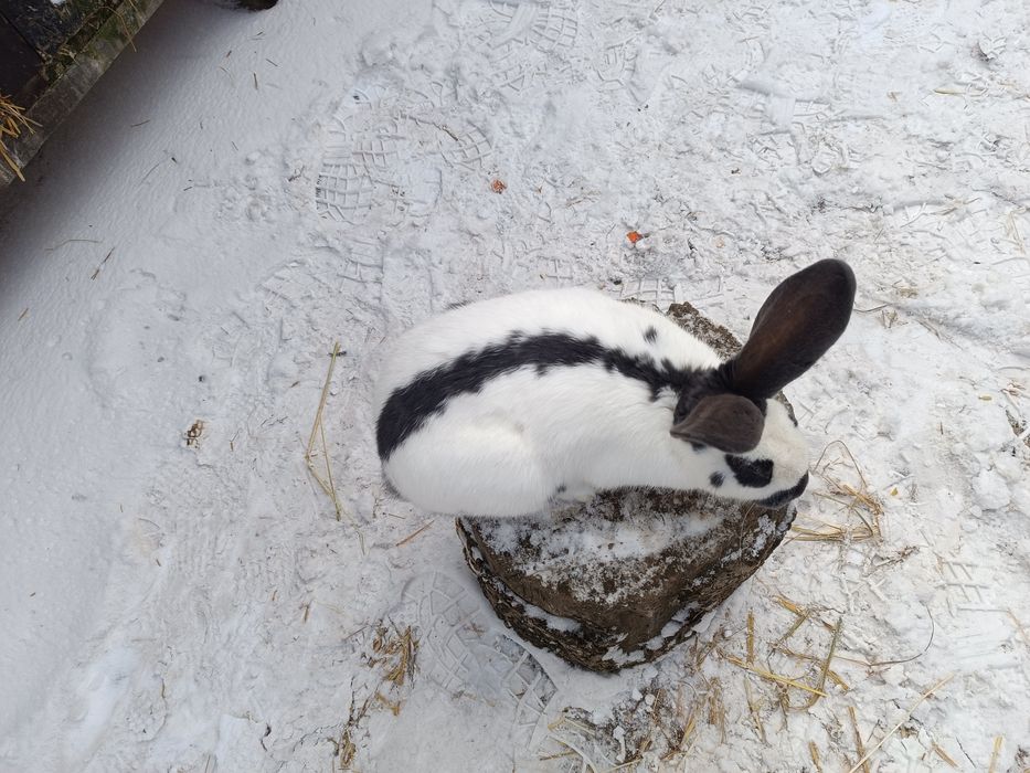 Króliki Srokacz Olbrzym Niebieski