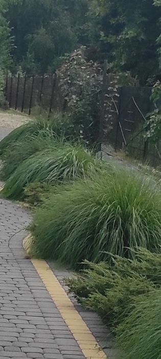 Trawy ozdobne za darmo