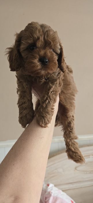 Cavapoo/ dziewczynka