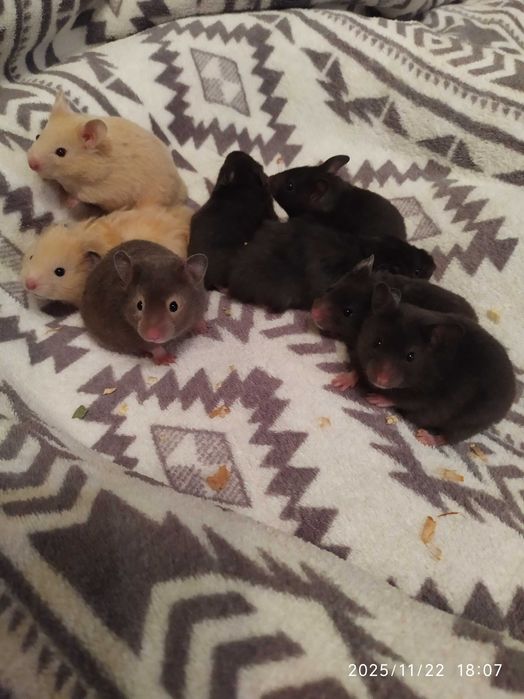 Хомяки , джунгарские хомяки