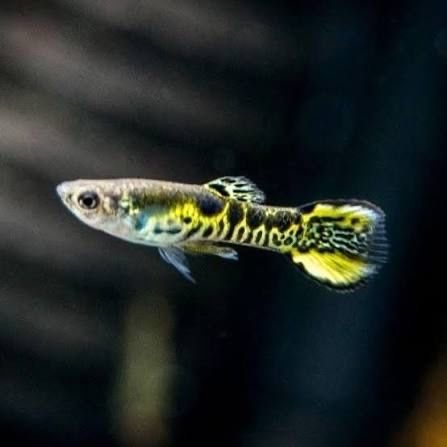Guppy Endler Tiger