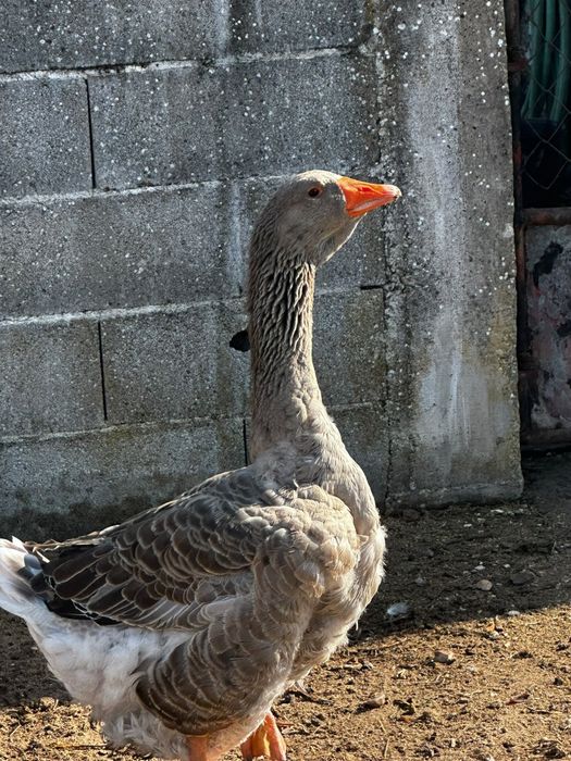 Ganso Toulouse macho