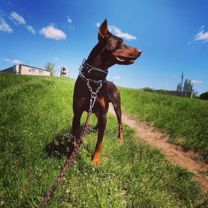На вязку приглашает молодой кобель породы Доберман
