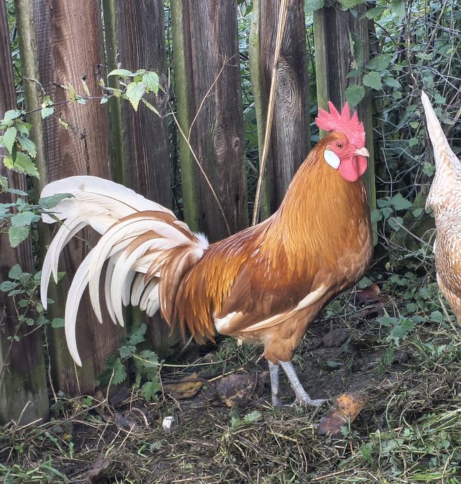 Kogut brązowy młody