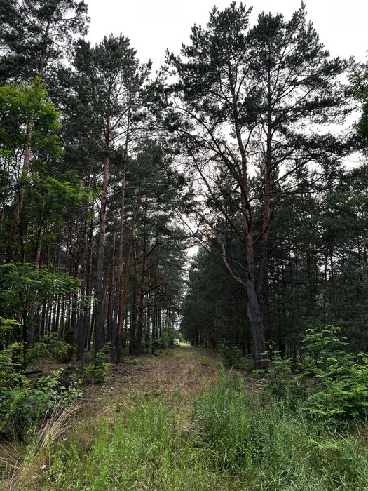 Dzialka Anastazew Mostówka  las, natura