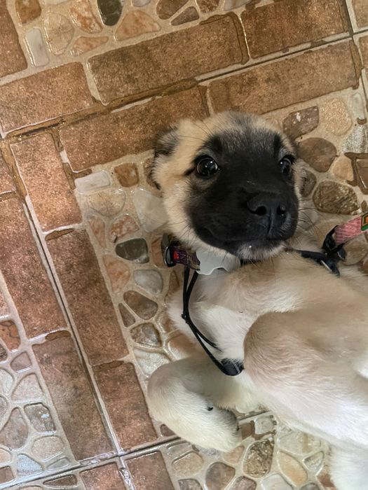 Cadelinha bebe sem raça definida