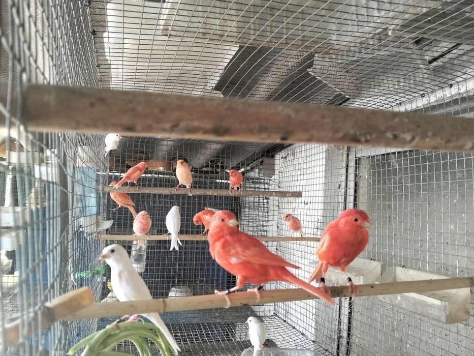 Várias Aves disponíveis