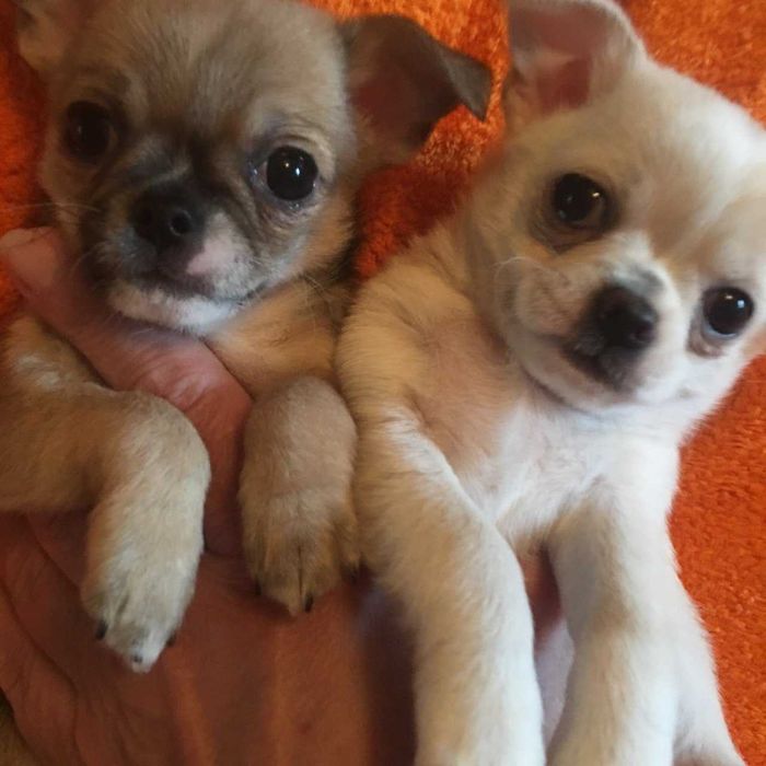 Продам щенков чихуахуа