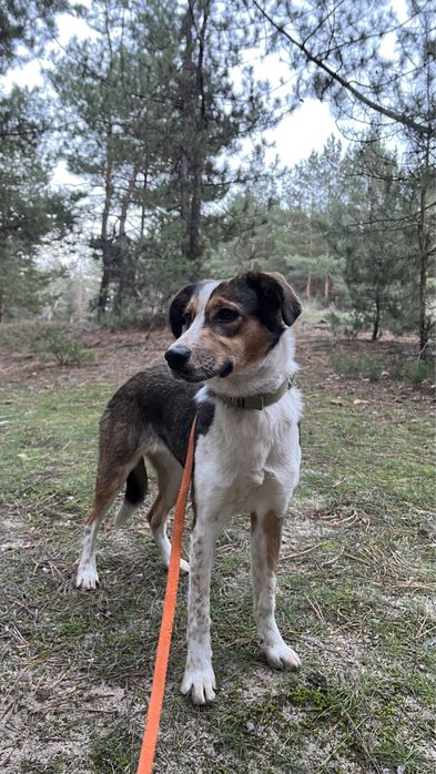 Стерилізована Дівчинка шукає родину, ТЕРМІНОВО