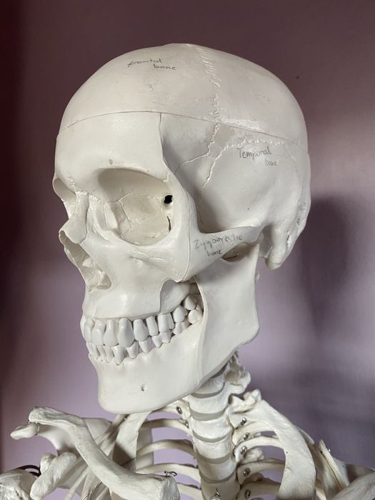 Szkielet człowieka model anatomiczny