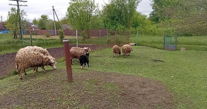 Продам овець....