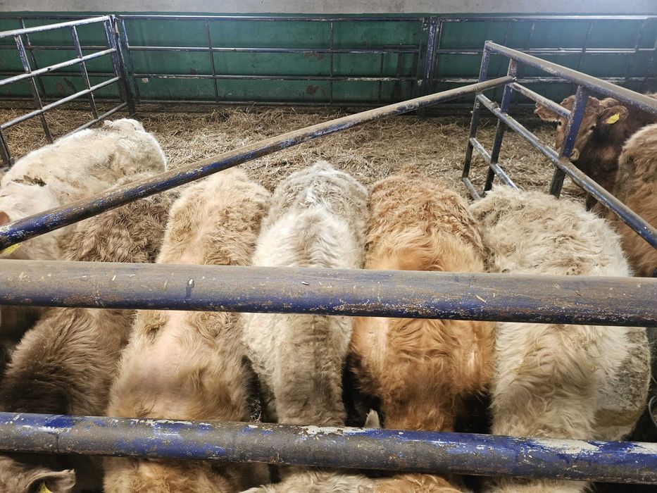 byczki byki odsadki mięsne krzyżówki Charolais