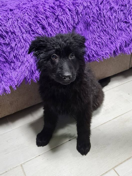 Німецька вівчарка