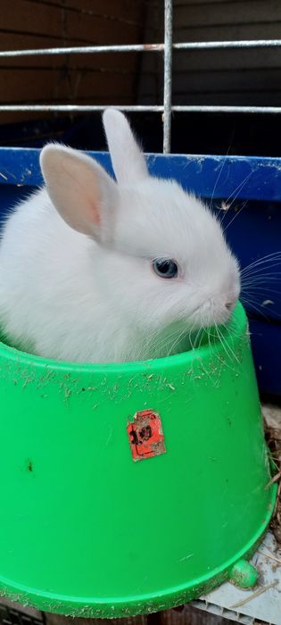 Мінні декоративні ручні кролики