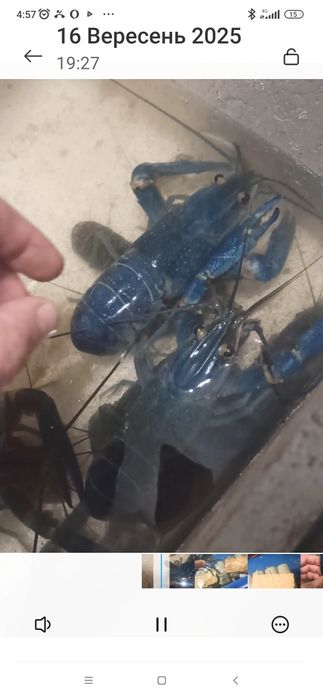 Австралійські раки