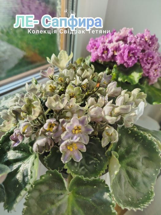 Фіалки сортові ,дітки фіалок ,вкорінені листочки ,свіжозрізані листочк