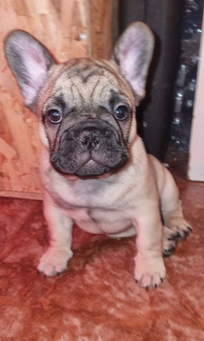 Bulldog Francês Descendente Campeões do Mundo