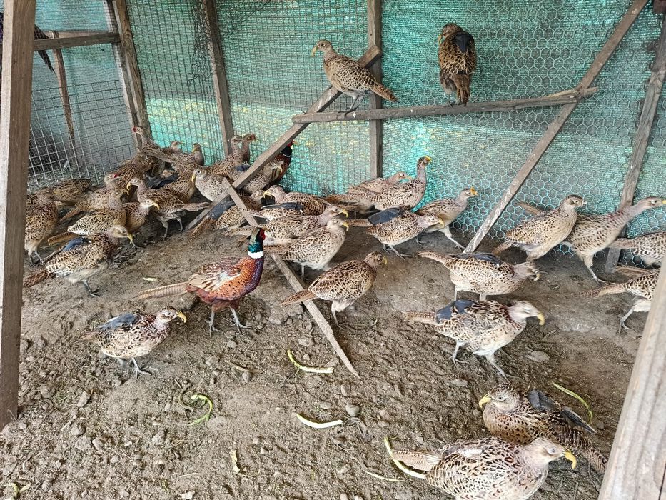 Bazanty kury polne łowne koguty