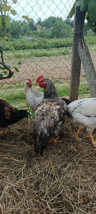 Продам живих півників