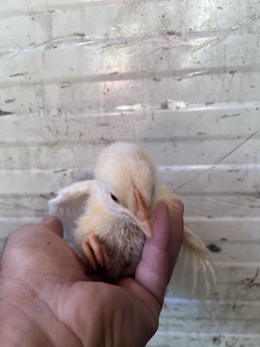 Vendo pintos 3semanas