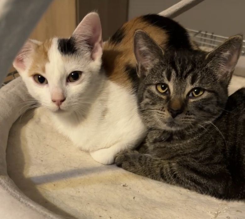 SISI - wciąż czeka na swój domek