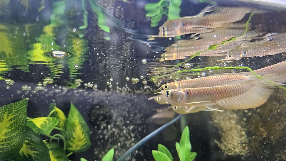 Arowana silver 15cm