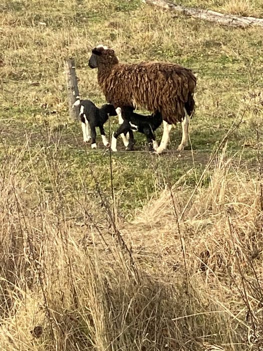 Вівці схрещеної породи