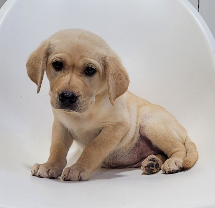 Labrador bege femea