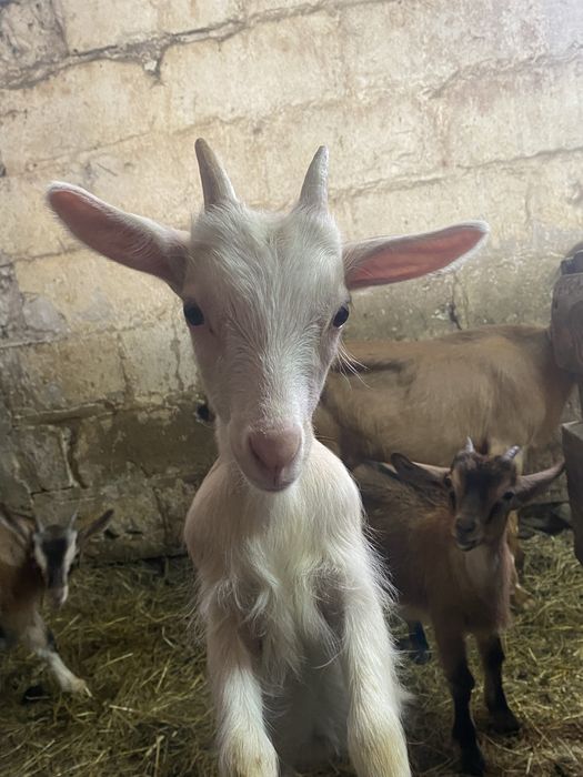 Młode kózki od mlecznych kóz