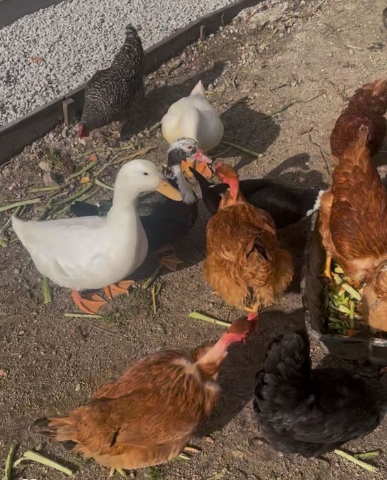 Ovos  caseiros - galinha e codorniz