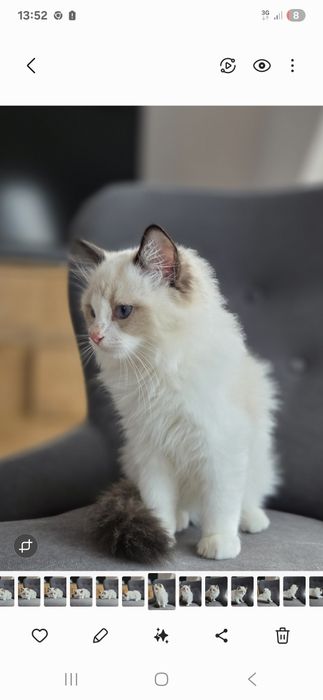 Kotek RAGDOLL kocurek seal  Bicolour