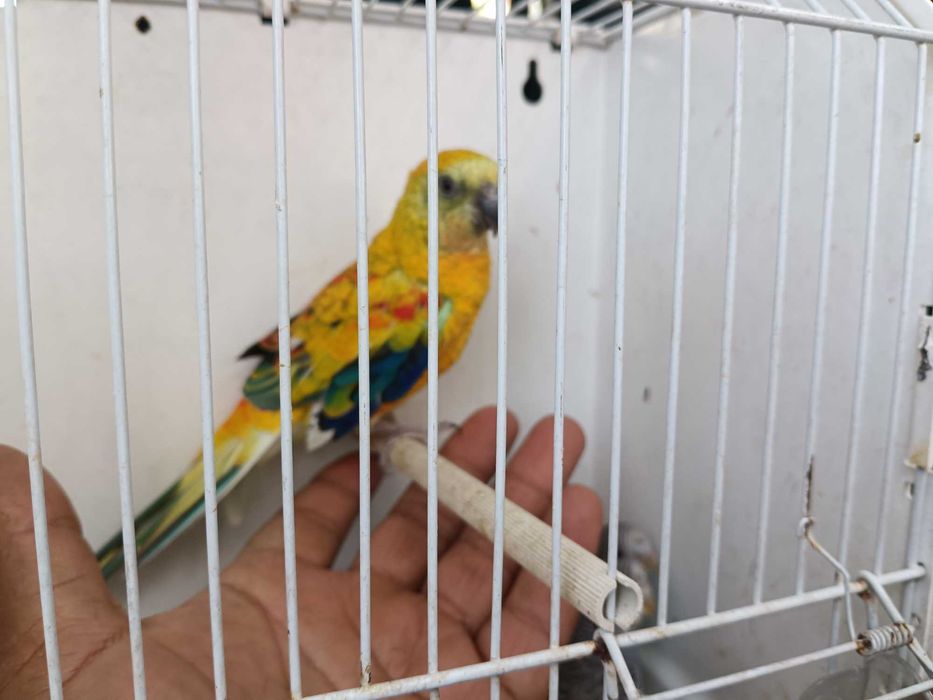 Vendo red ramp domesticado