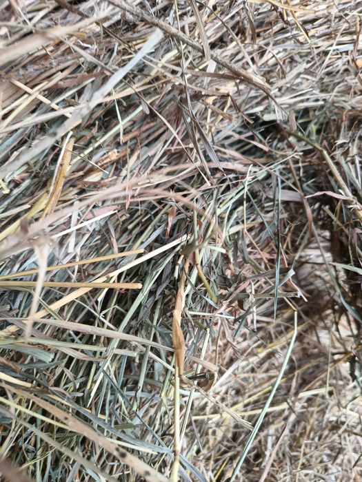 Siano ładne suche pachnące