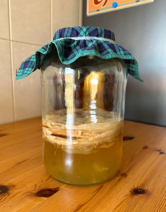 Kombucha Artesanal (Fungo do Chá) | SCOBY para Cultivo | Bebida Fermentada Natural
