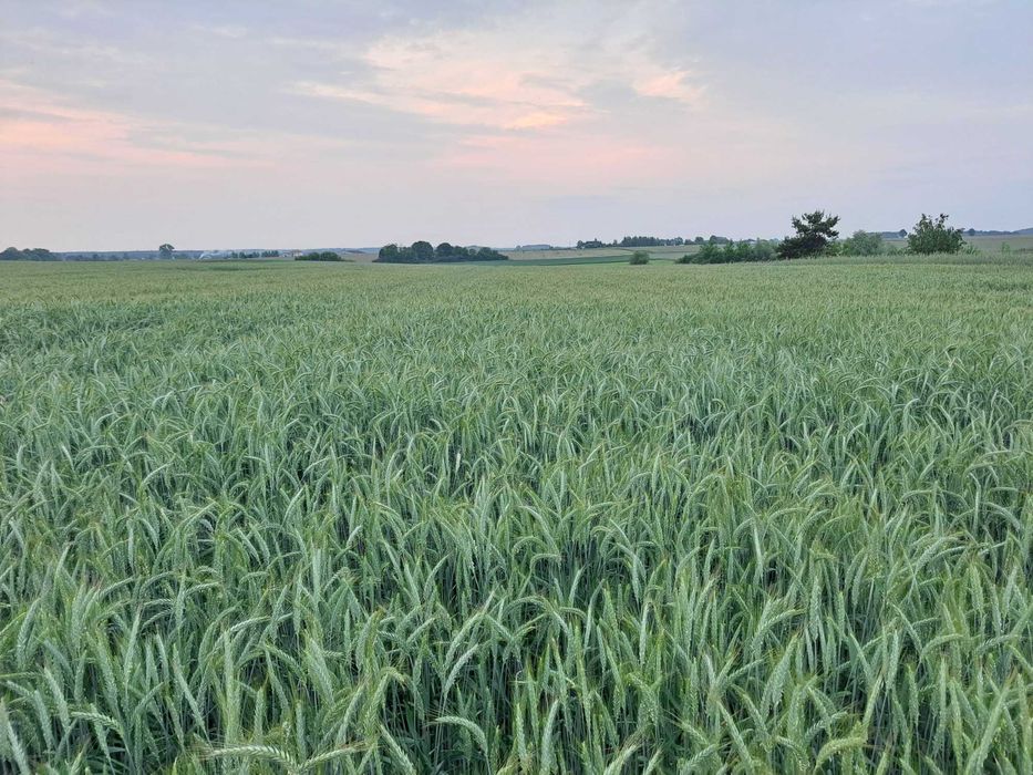 Sprzedam pszenżyto polo ,owies