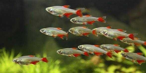 Ryby Żwawik rathbuni. Cetarius