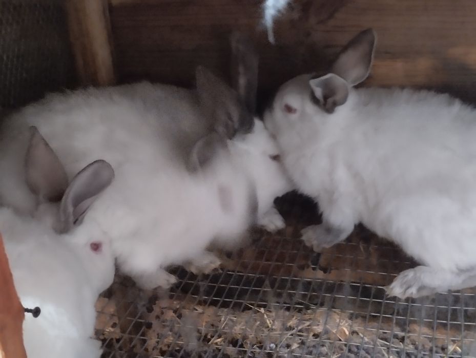 Кролики  різних вікових категорій