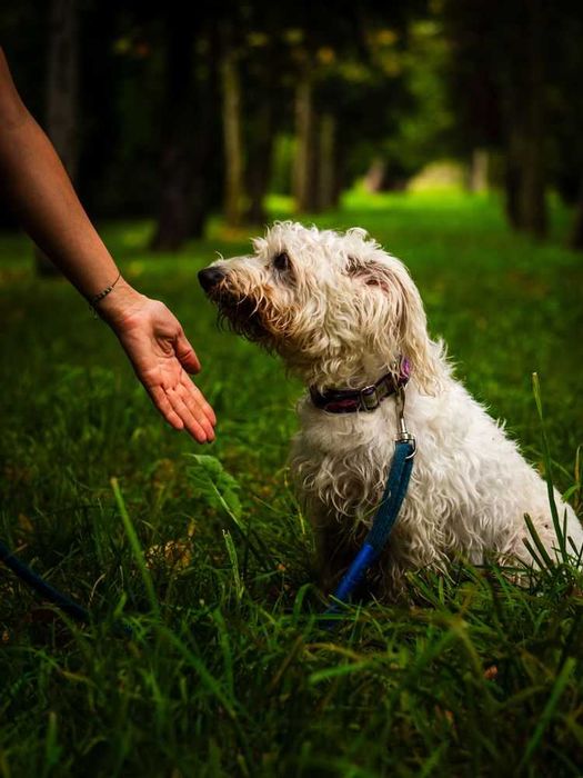 Mały biały Max w typie bolończyk, bichon, pudel
