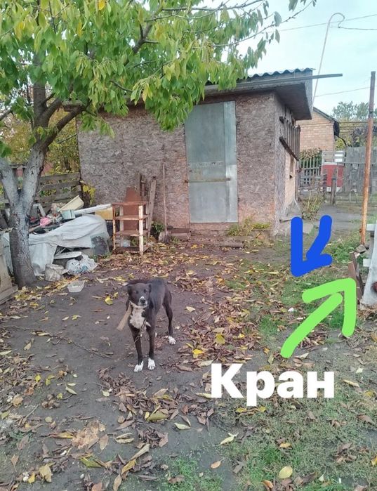 Продам дачу Песецьких, перша лінія. Право власності є.