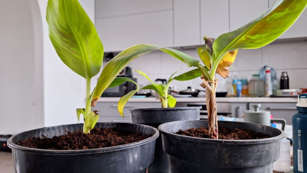 Банан при належному догляді будуть плоди