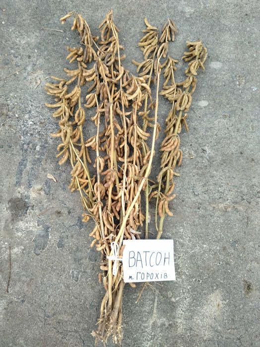 Продам насіння сої.